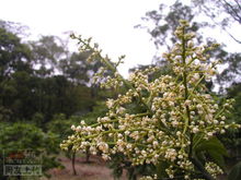 黄皮(芸香科黄皮属植物)