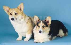 威尔斯柯基犬(犬科犬属动物)