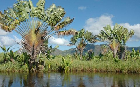 马达加斯加(总统制共和制国家)