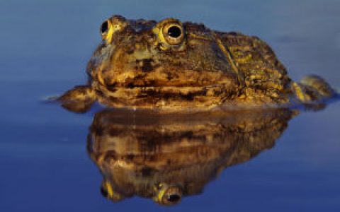 非洲牛箱头蛙(蛙亚目非洲箱头牛蛙动物)