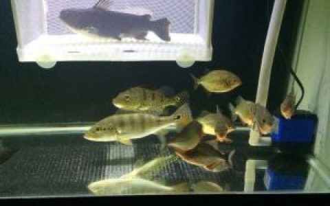 大嘴鲸(颈鳍鲇科星项鲇属动物)