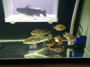 大嘴鲸(颈鳍鲇科星项鲇属动物)