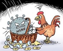 H5N6禽流感病毒(禽流感病毒的亚型)