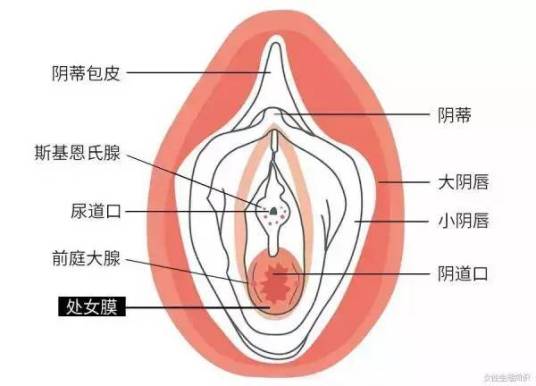 阴道瓣(阴道口的有孔黏膜组织)