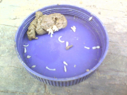 猫绦虫(寄生虫)