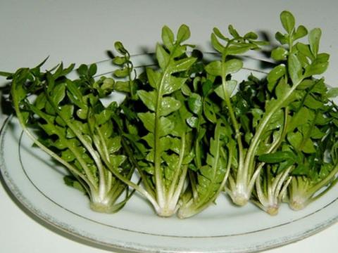 芨芨菜(一种野菜)