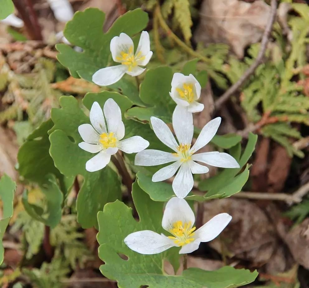 蚂蚁花(野牡丹科金锦香属植物)