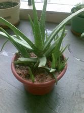 上农大叶芦荟(单子叶植物纲的植物)