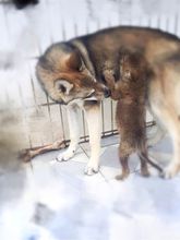 混血狼(犬科犬属动物)