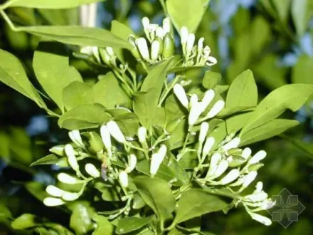 九里香(芸香科九里香属植物)