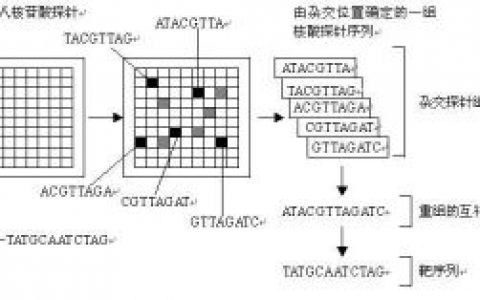 基因芯片(核酸序列测定的方法)