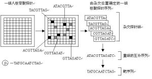 基因芯片(核酸序列测定的方法)