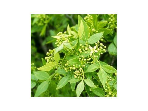 忽布树(属于芸香科植物)