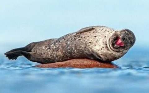 海豹(海豹科动物通称)