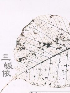 三皈依(佛教中的一种含义)