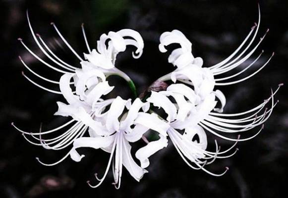 彼岸花的传说(民间传说)