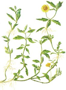 蟛蜞菊(菊科蟛蜞菊属植物)