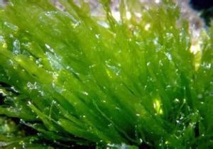 浒苔(绿藻纲石莼科植物)