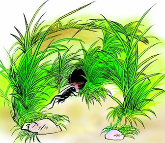 蟋蟀的住宅(让·亨利·卡西米尔·法布尔创作的生物著作)
