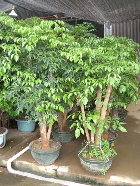 幸福树(紫葳科菜豆树属植物)