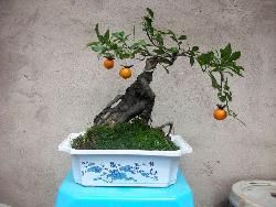 瓶兰花(观果树种)