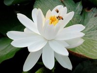 茉莉花花语(花儿代表的寓意)