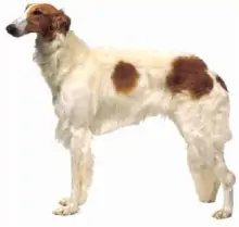 俄罗斯猎狼犬(犬科犬亚科犬属动物)