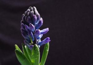 风信子(风信子科风信子属草本球根类植物)