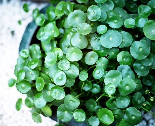 破铜钱草(铜钱属植物)