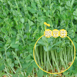 豌豆苗(豆科豌豆属)