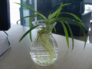 水培吊兰(水容器内培植的垂挂式兰花)