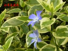 长春蔓(植物界蔓长春花属植物)