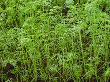 茴香苗(香辛蔬菜)