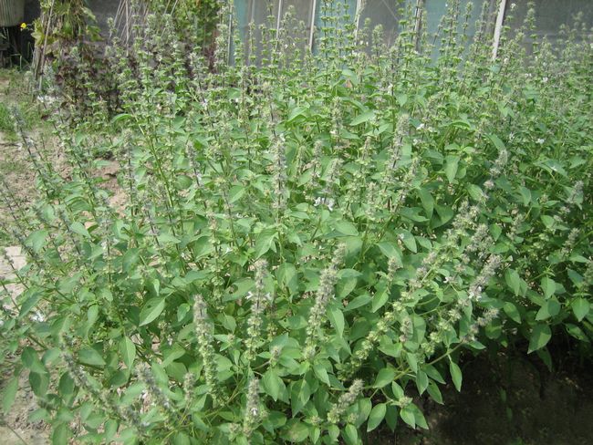 荆芥(唇形科荆芥属植物)