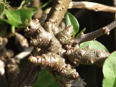 藤三七(落葵科落葵薯属藤本植物)