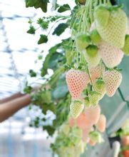 菠萝莓(属多年生草本植物)