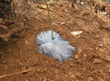 518核桃(芽变品种核桃)"