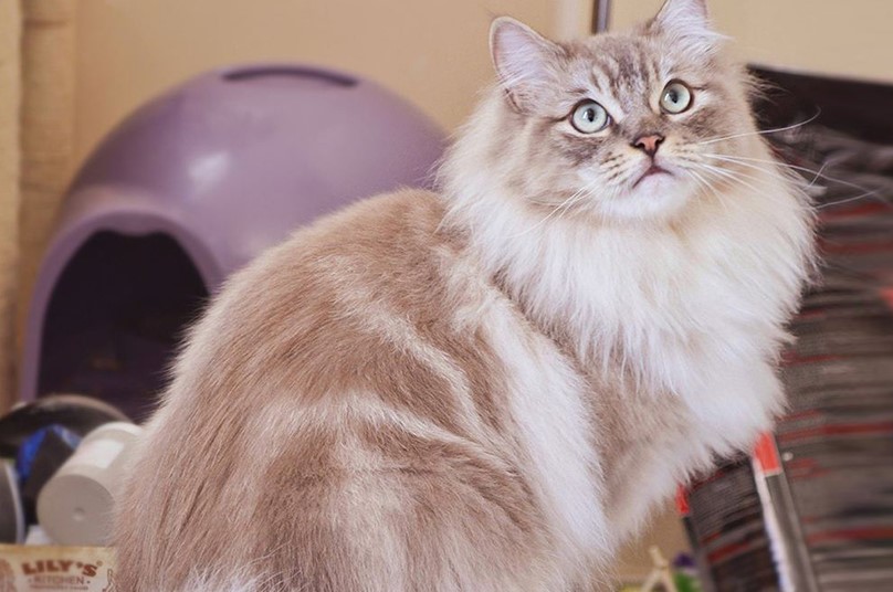 褴褛猫(猫科动物)