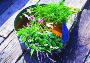 换花草(被子植物门双子叶植物纲植物)