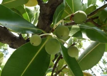 海棠果(藤黄科红厚壳属植物)