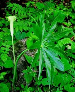 南星(半夏属植物)