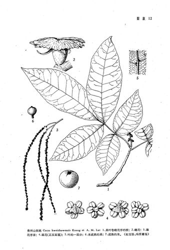 美国山核桃(胡桃科山核桃属植物)