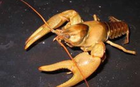 鳌虾(虾类动物的统称)