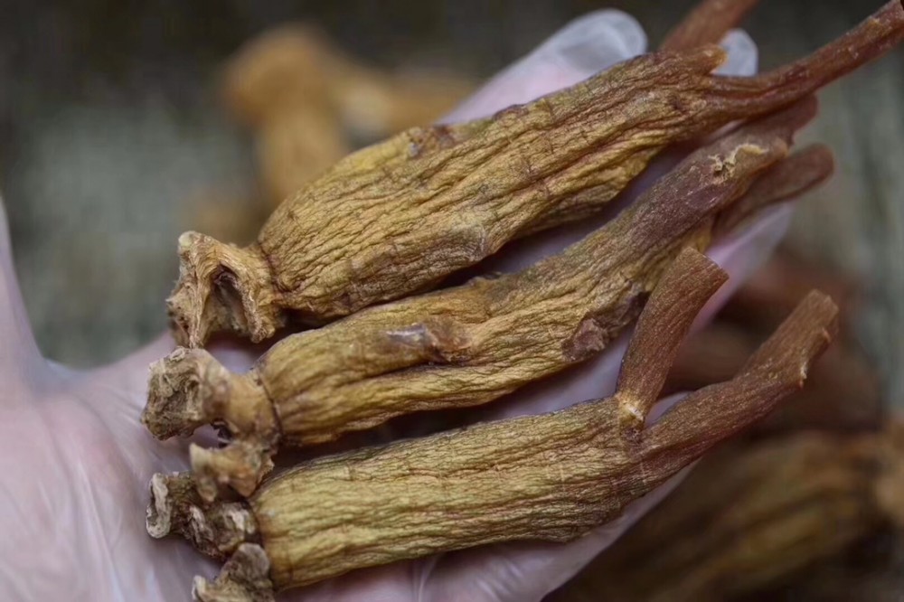 边条参(五加科人参属植物)
