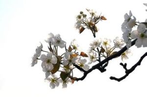 一朵梨花压海棠(北宋张先创作的诗词)