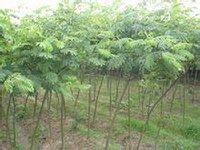 合欢(蔷薇目豆科植物)