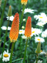 宿根花卉(多年生草本植物)