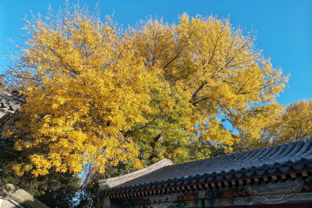 秋天(自然季节)
