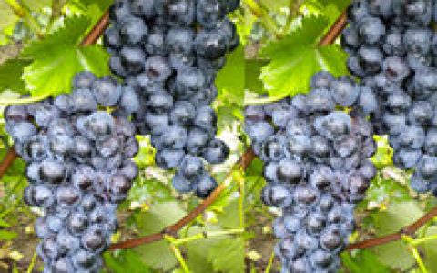 夏黑(葡萄属植物)