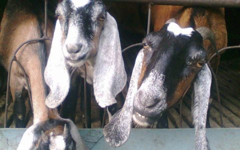 努比亚山羊(山羊品种)